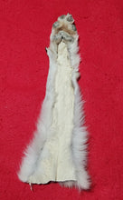 Load image into Gallery viewer, Wolf Front Legskin - HAS FOOT AND CLAWS - WLF1103

