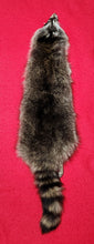 Load image into Gallery viewer, XL Raccoon Hide - HAS FEET AND CLAWS - RAC1018

