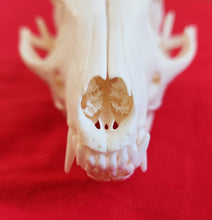 Load image into Gallery viewer, Grey Fox Skull - FXS1001
