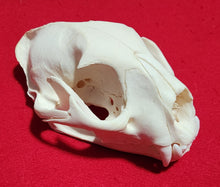 Load image into Gallery viewer, LM Cougar Skull - MLS1021
