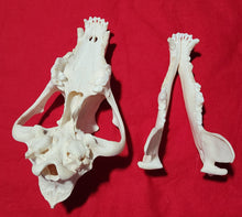 Load image into Gallery viewer, XXXL Wolf Skull - WLS1010
