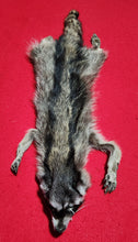 Load image into Gallery viewer, LM Raccoon Hide - HAS FEET AND CLAWS - RAC1016
