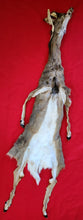 Load image into Gallery viewer, White-Tail Deer Hide - Taxidermy Quality - Buck - WTD1008
