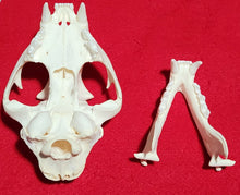 Load image into Gallery viewer, Large Cougar Skull - MLS1020

