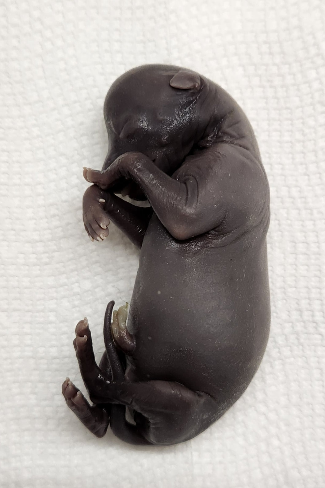 Coyote Embryos