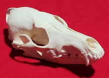 Load image into Gallery viewer, LM Coyote Skull - CYS1012
