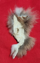 Load image into Gallery viewer, Bobcat Fur - Piece - Genitalia
