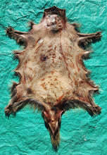 Load image into Gallery viewer, Porcupine Hide - PKY1018
