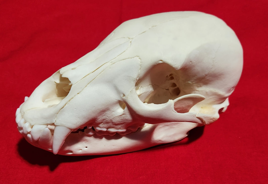 Small Black Bear Skull - BBS1023