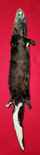 Load image into Gallery viewer, River Otter - Taxidermy Quality - OTR1005
