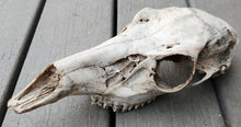 Load image into Gallery viewer, Large Whitetail Deer Doe Skull - Nature Cleaned - DES1006
