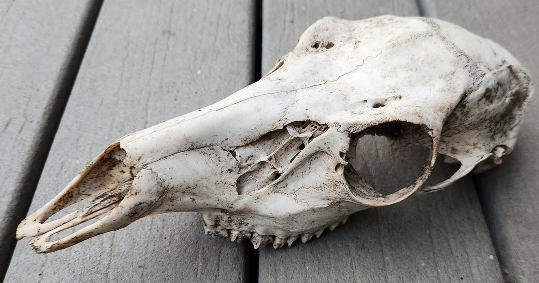Large Whitetail Deer Doe Skull - Nature Cleaned - DES1006