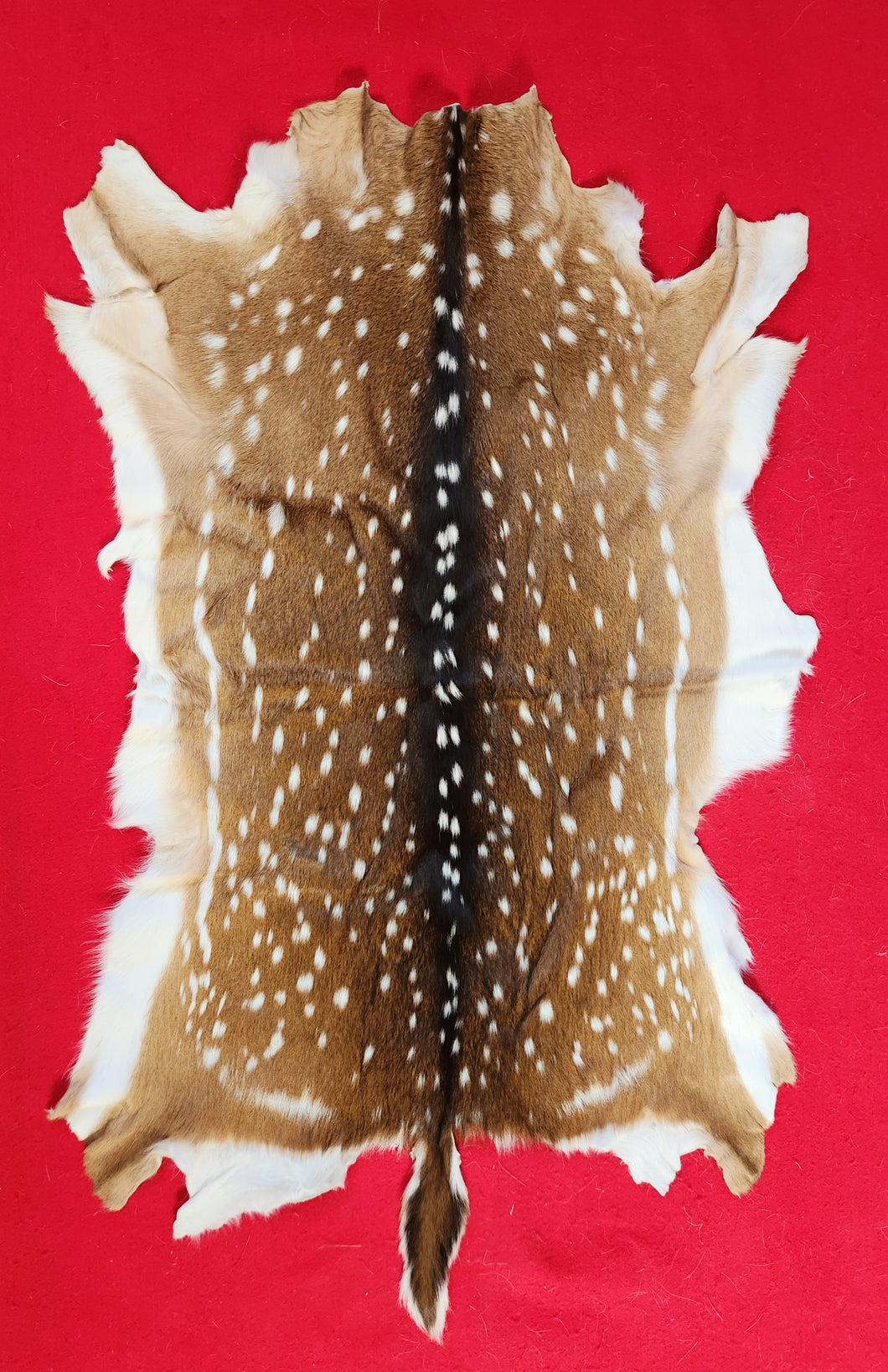 Axis Deer Hide - AXS1002