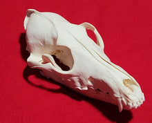 Load image into Gallery viewer, XL Coyote Skull - CYS1010
