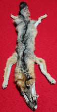 Load image into Gallery viewer, Grey Fox - HAS FEET AND CLAWS - GFX1003
