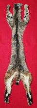 Load image into Gallery viewer, Idaho Tom Bobcat - Taxidermy Quality - BCH1016
