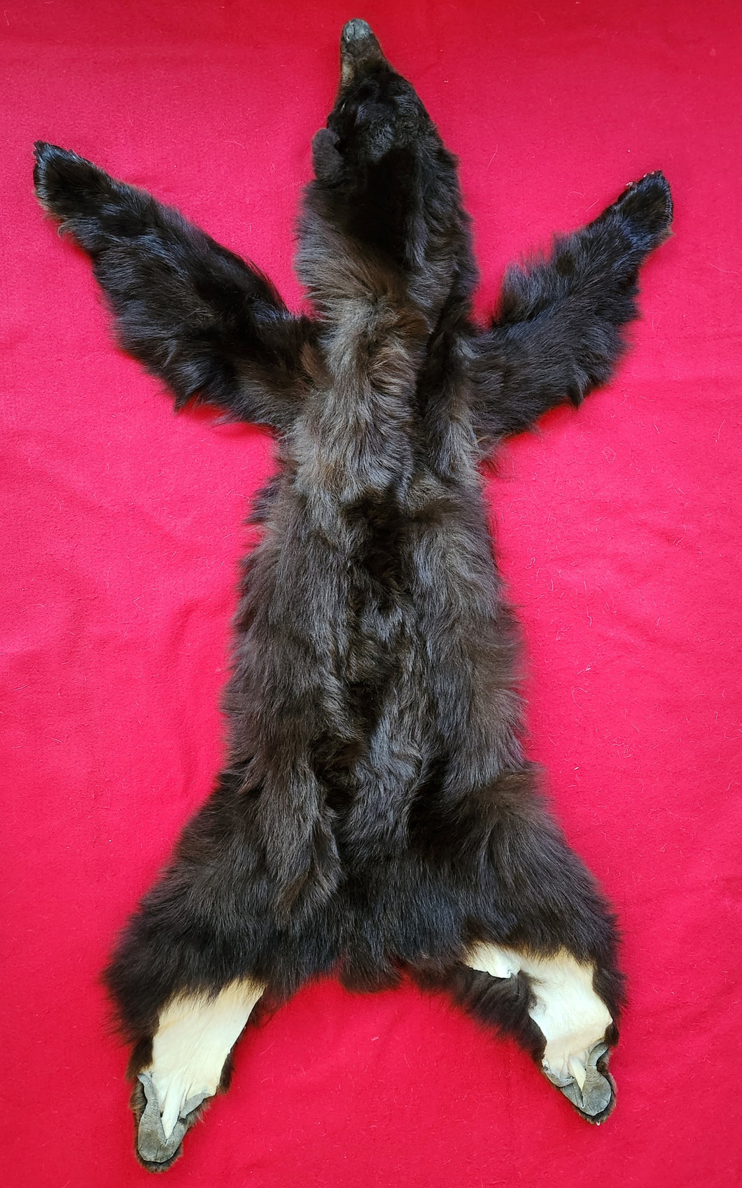 Black Bear Hide - Taxidermy Quality - BBR1006