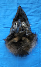 Load image into Gallery viewer, Black Wolf Head - Taxidermy Quality - WLF1109

