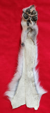 Load image into Gallery viewer, Wolf Front Legskin - HAS FOOT AND CLAWS - WLF1126
