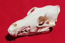 Load image into Gallery viewer, XL Coyote Skull - CYS1010
