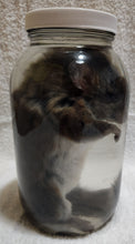 Load image into Gallery viewer, Packrat - Wet Specimen
