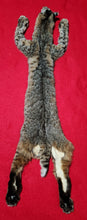 Load image into Gallery viewer, Idaho Tom Bobcat - Taxidermy Quality - BCH1015
