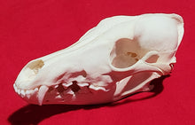 Load image into Gallery viewer, XXXL Coyote Skull - CYS1009
