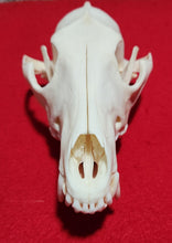 Load image into Gallery viewer, XXXL Coyote Skull - CYS1008
