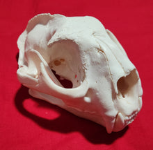 Load image into Gallery viewer, XXXL Cougar Skull - MLS1025
