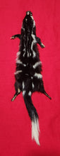 Load image into Gallery viewer, Spotted Skunk - HAS FEET AND CLAWS - SSK1003
