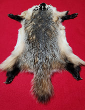 Load image into Gallery viewer, Medium Badger - HAS FEET AND CLAWS - BDG1004
