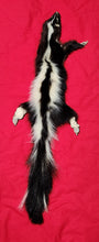 Load image into Gallery viewer, Large Skunk Hide - HAS THREE FEET AND CLAWS - SNK1014
