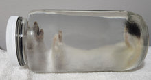 Load image into Gallery viewer, Ermine (Short-Tailed Weasel) - Wet Specimen - WWS1002
