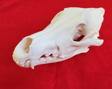 Load image into Gallery viewer, XXL Wolf Skull - WLS1005
