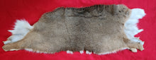 Load image into Gallery viewer, Whitetail Deer Hide - Back Half - WTD1016
