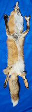 Load image into Gallery viewer, Red Fox - Taxidermy Quality - RFX1004
