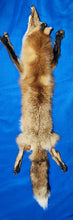 Load image into Gallery viewer, Red Fox - Taxidermy Quality - RFX1004
