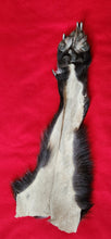 Load image into Gallery viewer, Black Wolf Front Legskin - HAS FOOT AND CLAWS - WLF1118
