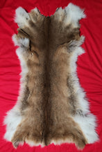 Load image into Gallery viewer, Mountain Lion Body Skin - MTL1019D5

