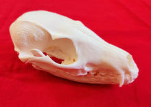 Load image into Gallery viewer, Grey Fox Skull - FXS1001
