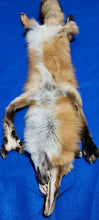 Load image into Gallery viewer, Red Fox - Taxidermy Quality - RFX1004
