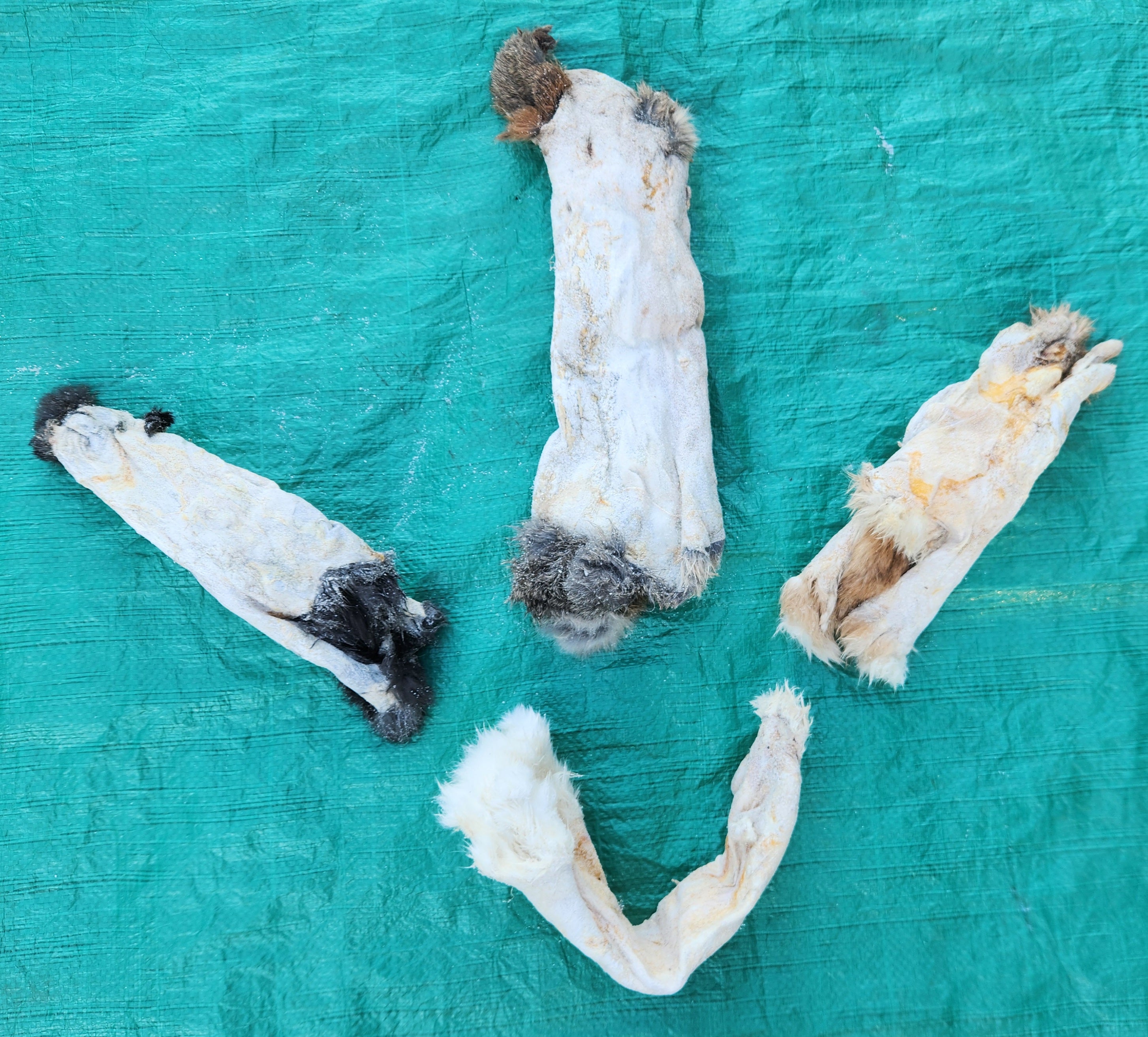 Shack Rabbit Rabbit Hides – THE IDAHO FUR SHACK