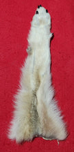 Load image into Gallery viewer, Wolf Front Legskin - HAS FOOT AND CLAWS - WLF1103
