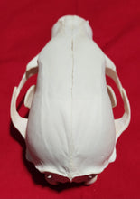 Load image into Gallery viewer, Small Black Bear Skull - BBS1024
