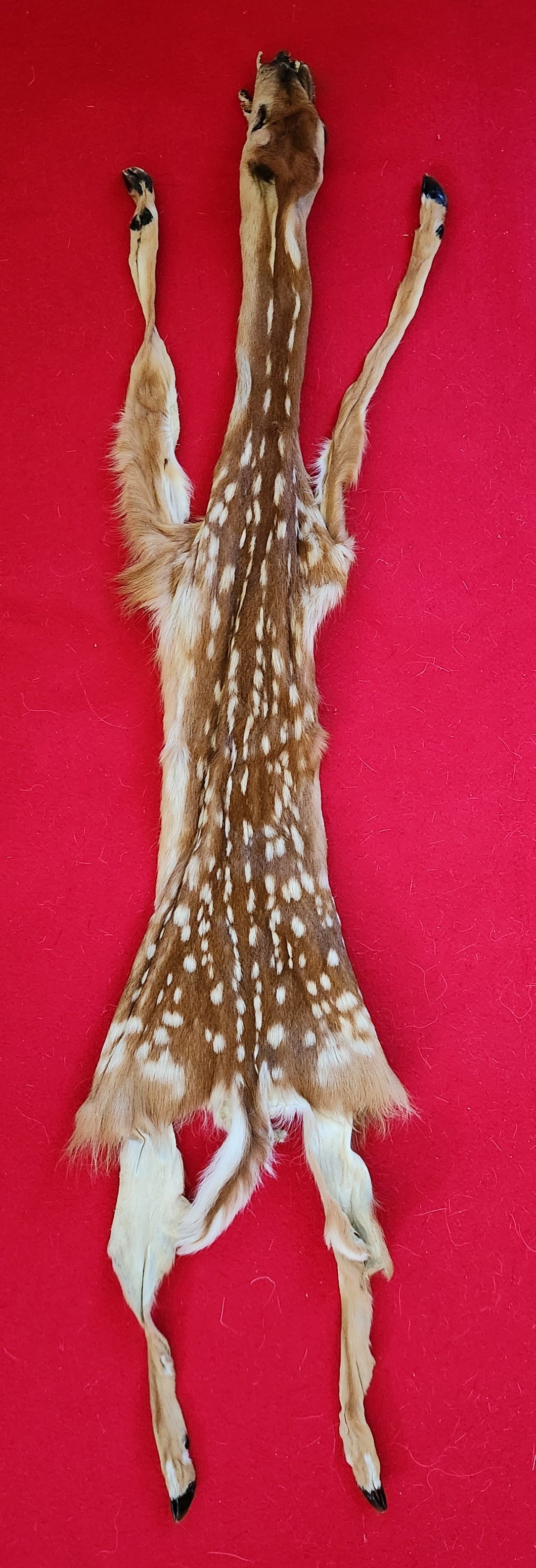 White-Tail Deer Hide - FAWN - Taxidermy Quality