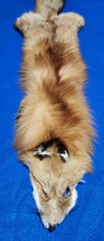 Load image into Gallery viewer, Red Fox Hide - RFX1005
