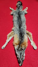 Load image into Gallery viewer, Grey Fox - HAS FEET AND CLAWS - GFX1001
