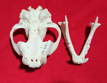 Load image into Gallery viewer, XXXL Cougar Skull - MLS1023
