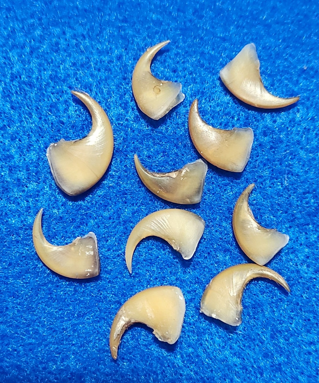Bobcat Claw Hulls