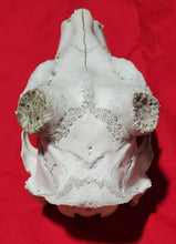 Load image into Gallery viewer, XXL Whitetail Deer Buck Skull - Nature Cleaned - DES1009
